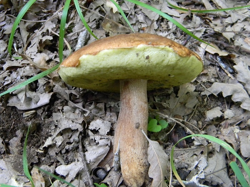 20) Fotogr. il 26.07.2013. sotto Quercia