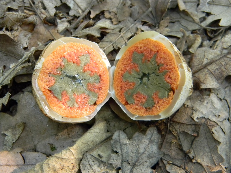 9) Fotogr. il 26.07.2013. sotto Quercia