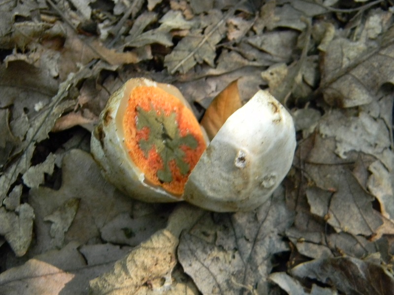 9) Fotogr. il 26.07.2013. sotto Quercia