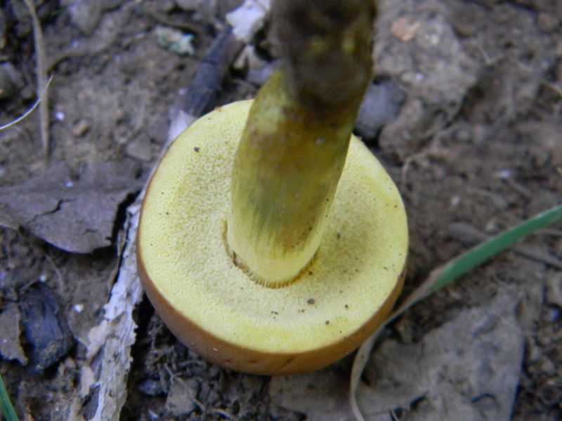 10) Fotogr. il 26.07.2013. sotto Quercia