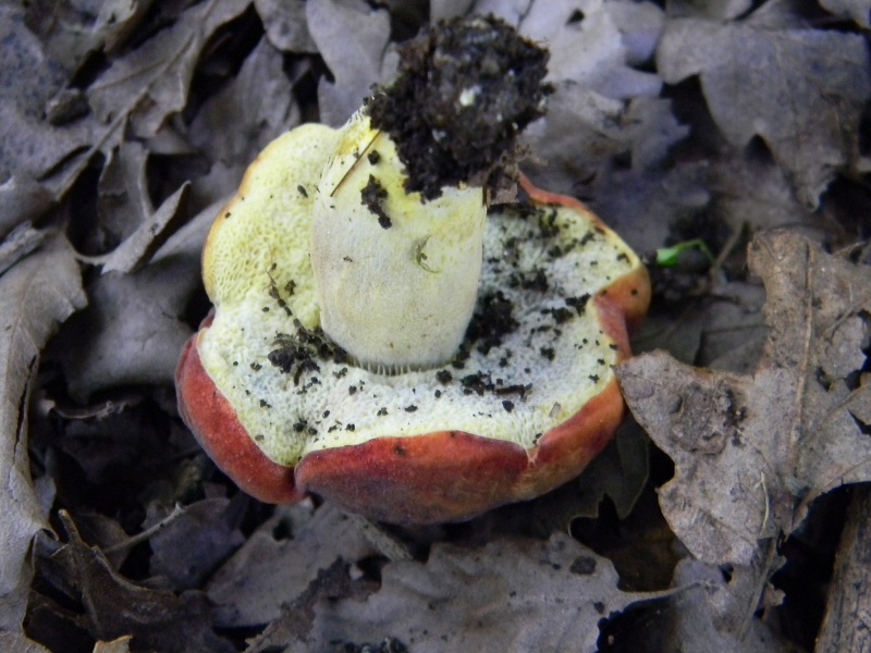 4) Fotogr. il 26.07.2013. sotto Quercia