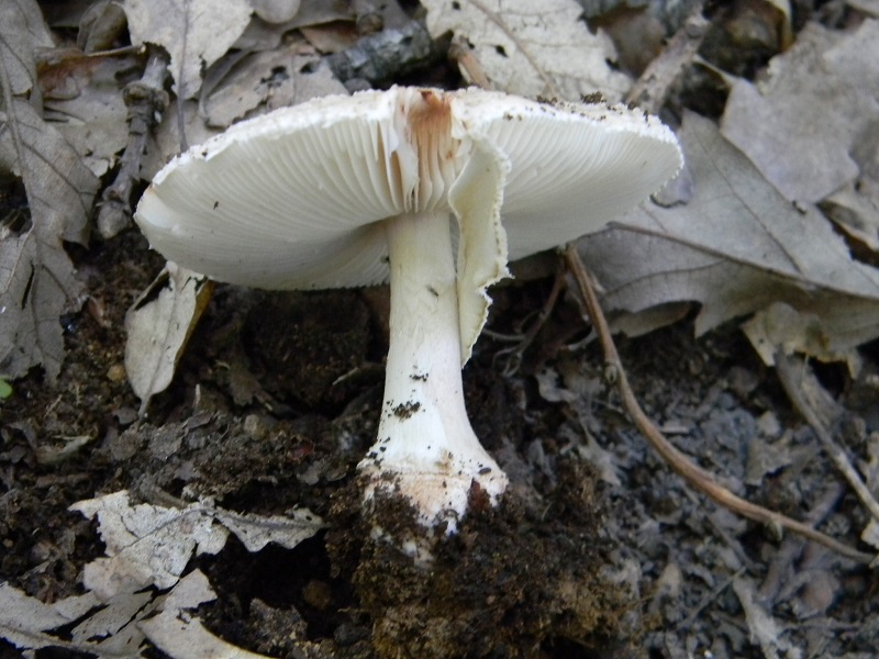 27) Fotogr. il 26.07.2013. stto Quercia