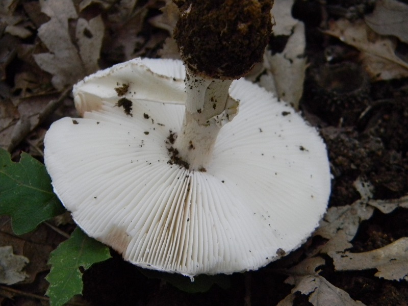 27) Fotogr. il 26.07.2013. stto Quercia