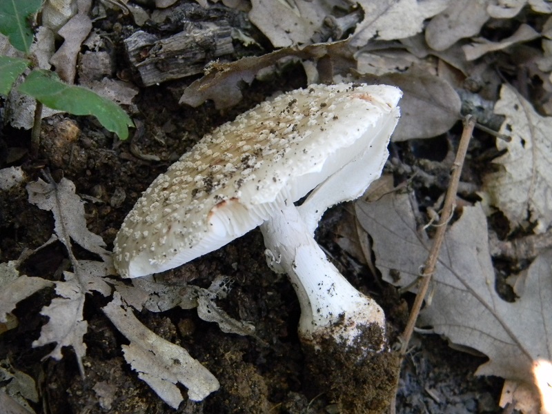 27) Fotogr. il 26.07.2013. stto Quercia