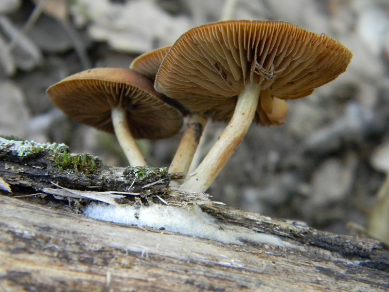 8) Fotogr. il 26.07.2013. sotto Quercia