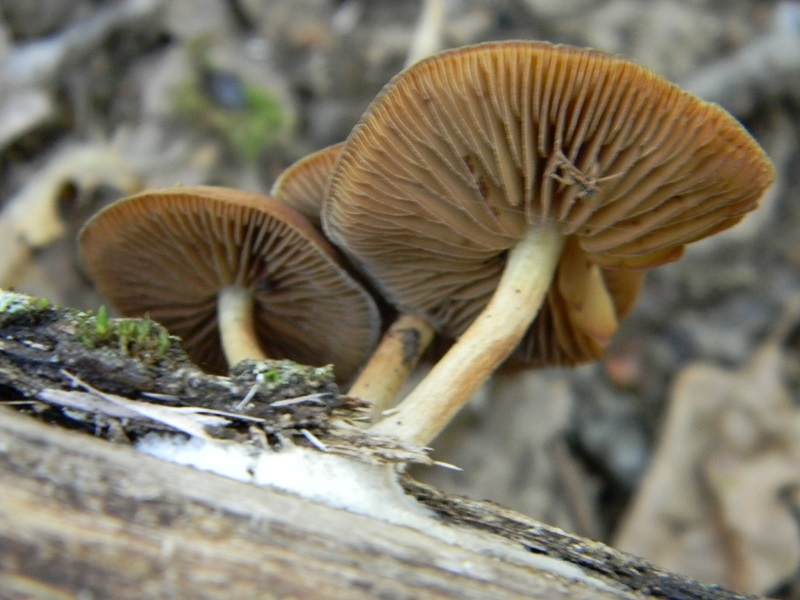 8) Fotogr. il 26.07.2013. sotto Quercia