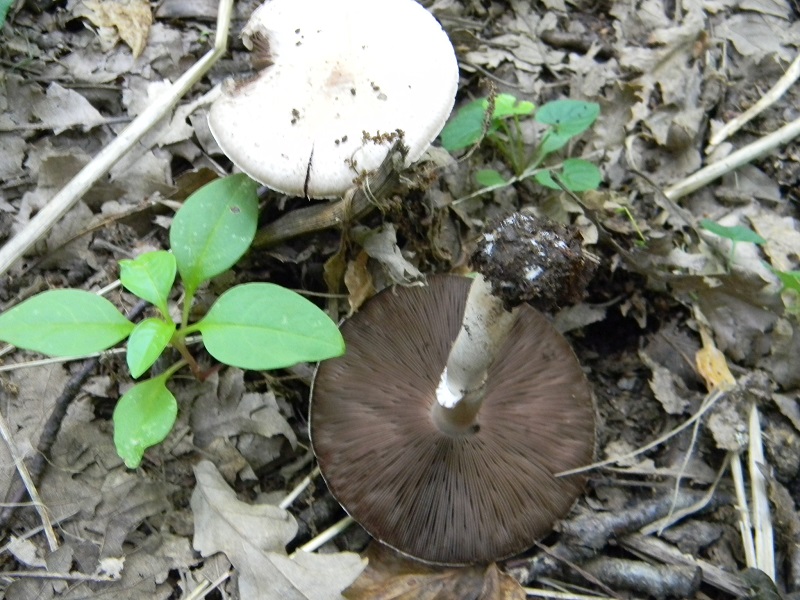 21) Fotogr. il 26.07.2013. sotto Quercia