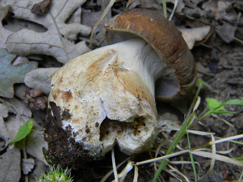 24) Fotogr. il 26.07.2013. sotto Quercia