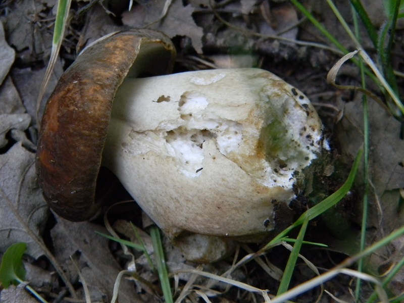 24) Fotogr. il 26.07.2013. sotto Quercia