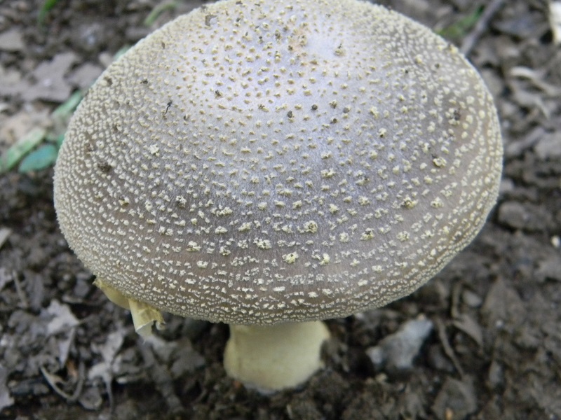 28) Fotogr. il 26.07.2013. sotto Quercia