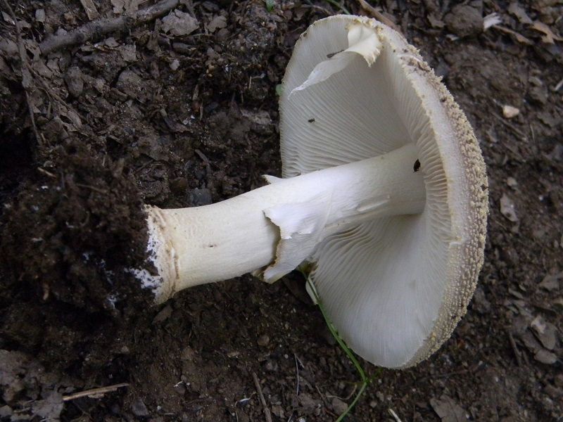 28) Fotogr. il 26.07.2013. sotto Quercia