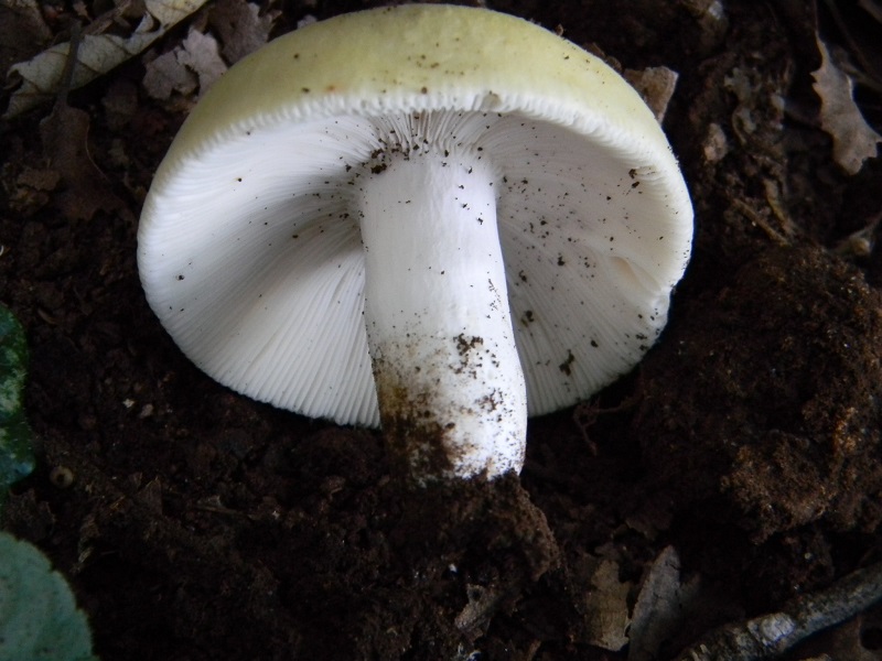 9) Fotogr. il 27.07.2013. sotto Quercia