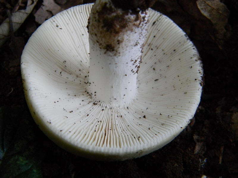 9) Fotogr. il 27.07.2013. sotto Quercia