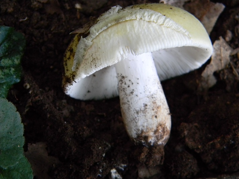 9) Fotogr. il 27.07.2013. sotto Quercia