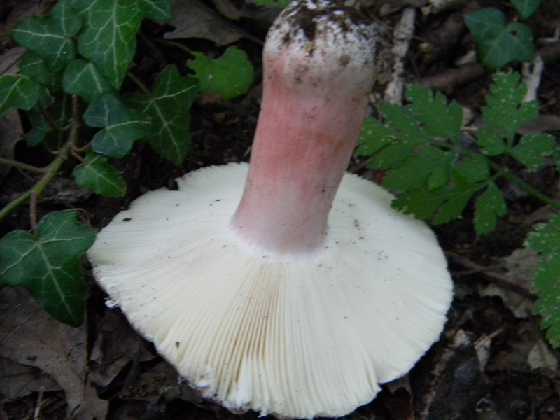 6) Fotogr. il 27.07.2013. sotto Quercia