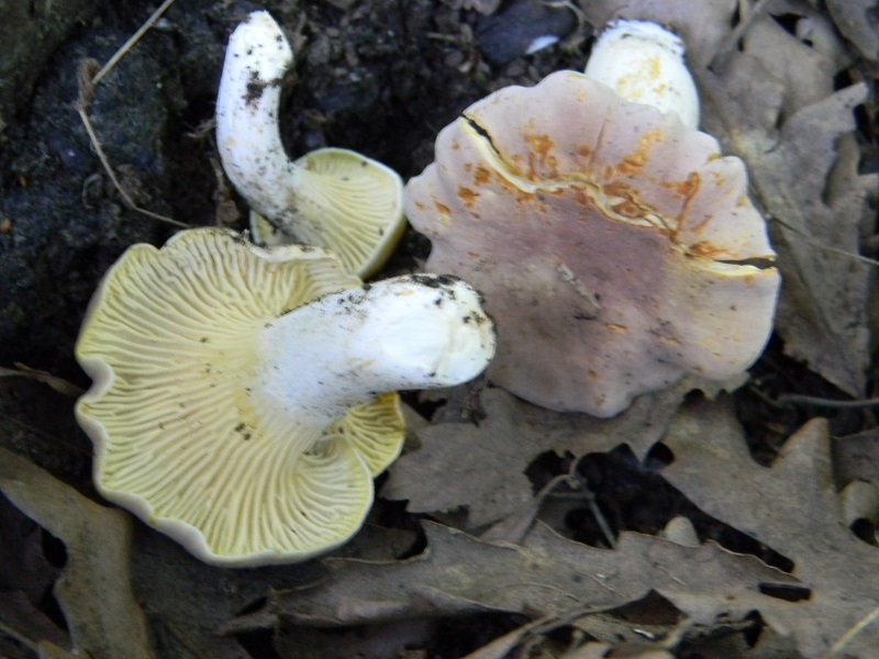 8) Fotogr.il 27.07.2013. sotto Quercia