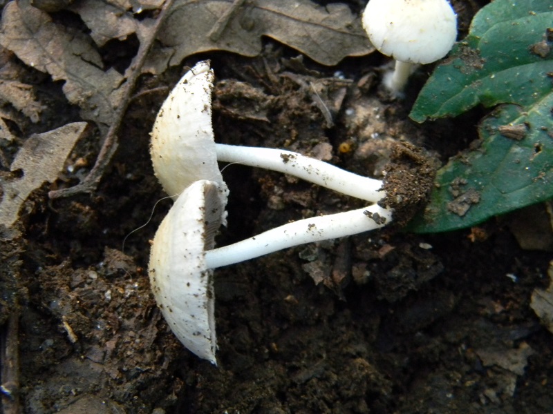 5) Fotogr. il 27.07.2013. sotto Quercia