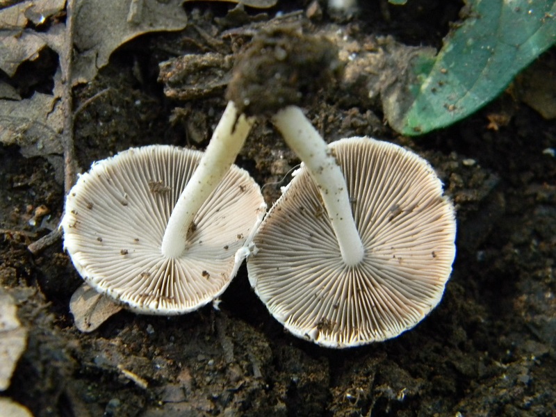 5) Fotogr. il 27.07.2013. sotto Quercia