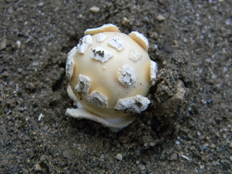 7) Fotogr. il 27.07.2013. sotto Quercia