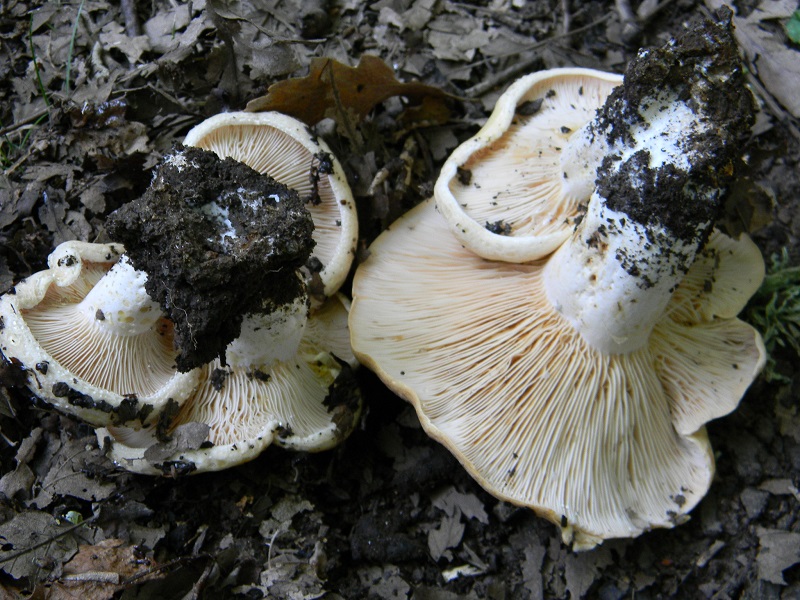 1) Fotogr. il 27.07.2013. sotto Quercia