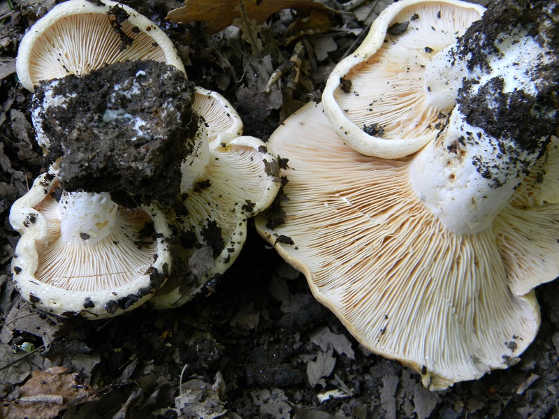 1) Fotogr. il 27.07.2013. sotto Quercia