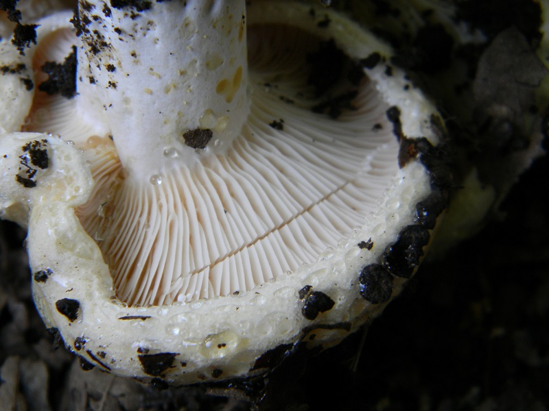 1) Fotogr. il 27.07.2013. sotto Quercia