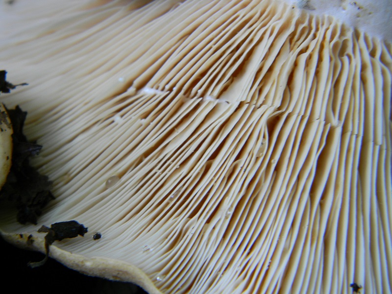 1) Fotogr. il 27.07.2013. sotto Quercia