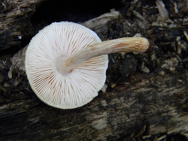 2) Fotogr. il 27.07.2013. sotto Quercia