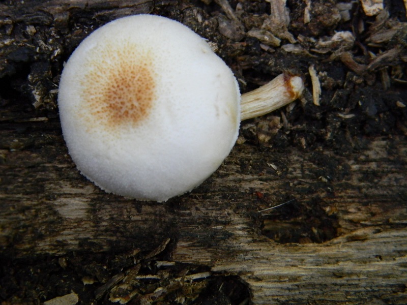 2) Fotogr. il 27.07.2013. sotto Quercia