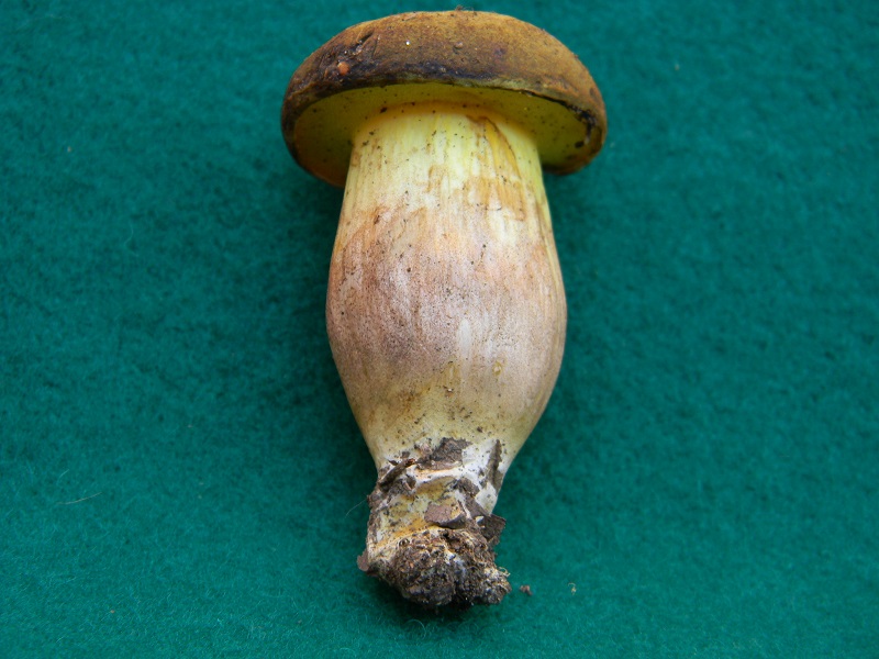 3) Fotogr. il 27.07.2013. sotto Quercia