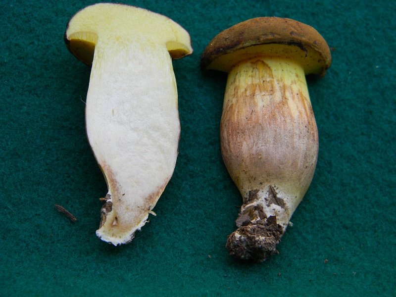 3) Fotogr. il 27.07.2013. sotto Quercia