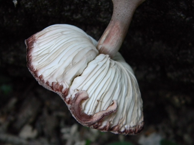 3) Fotogr. il 30.07.2013. sotto Quercia