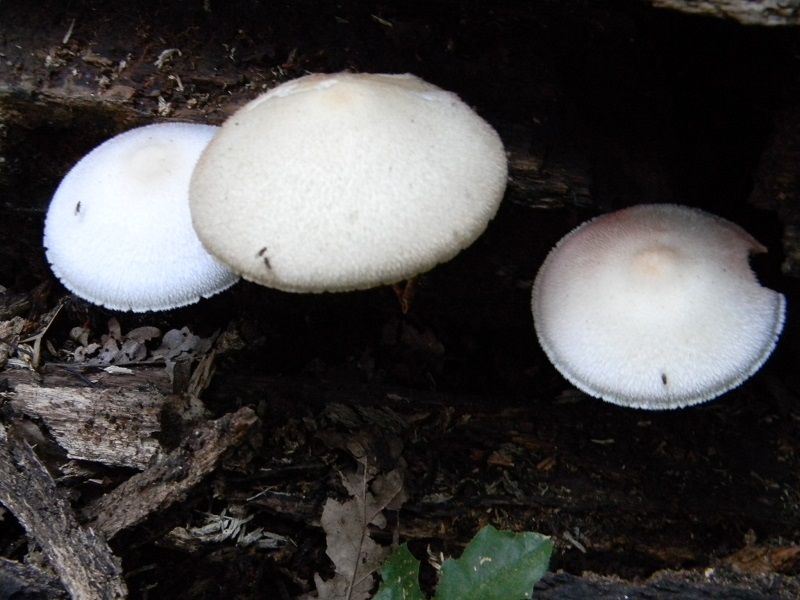 1) Fotogr. il 30.07.2013. sotto Quercia