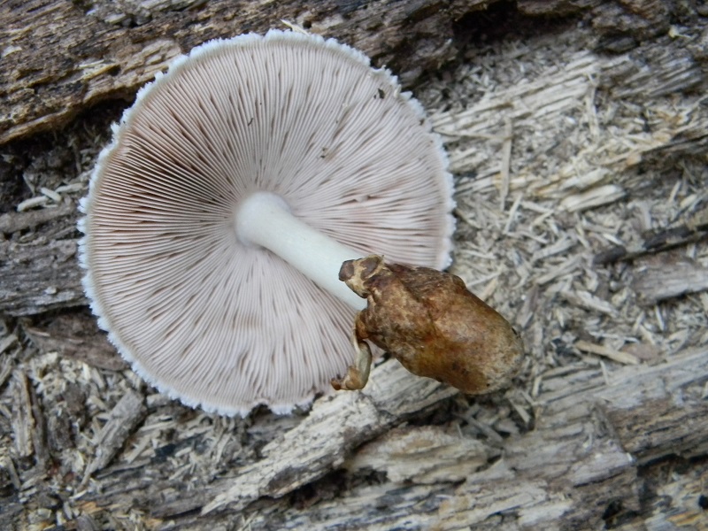 1) Fotogr. il 30.07.2013. sotto Quercia