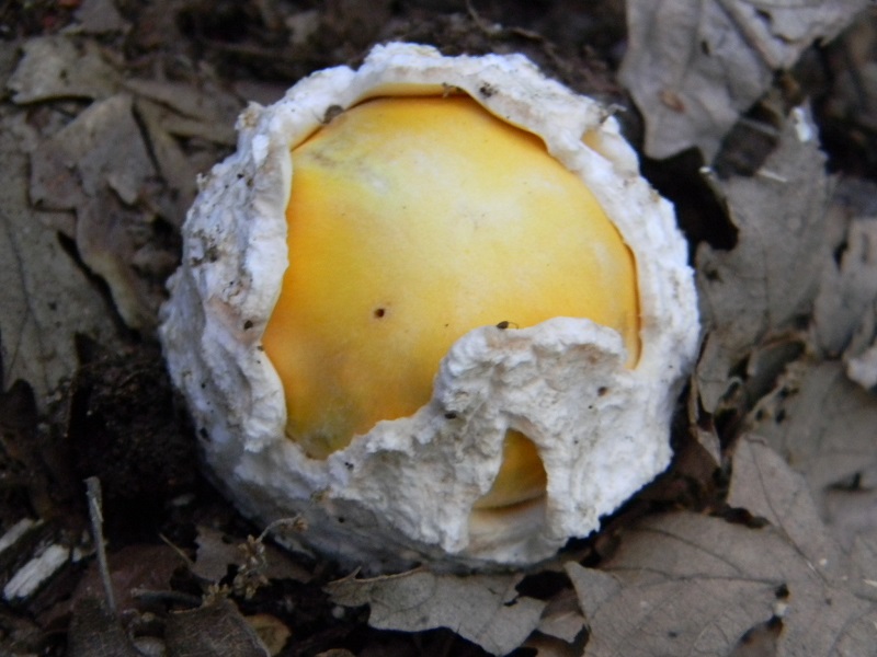 2) Fotogr. il 30.07.2013. sotto Quercia