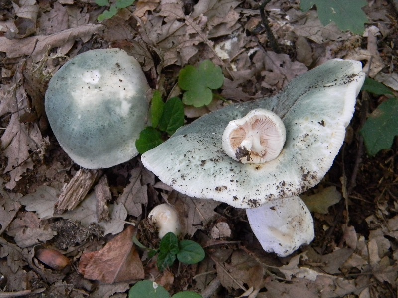4) Fotogr. il 30.07.2013. sotto Quercia