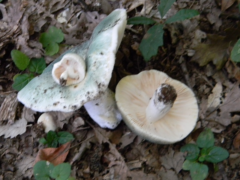 4) Fotogr. il 30.07.2013. sotto Quercia