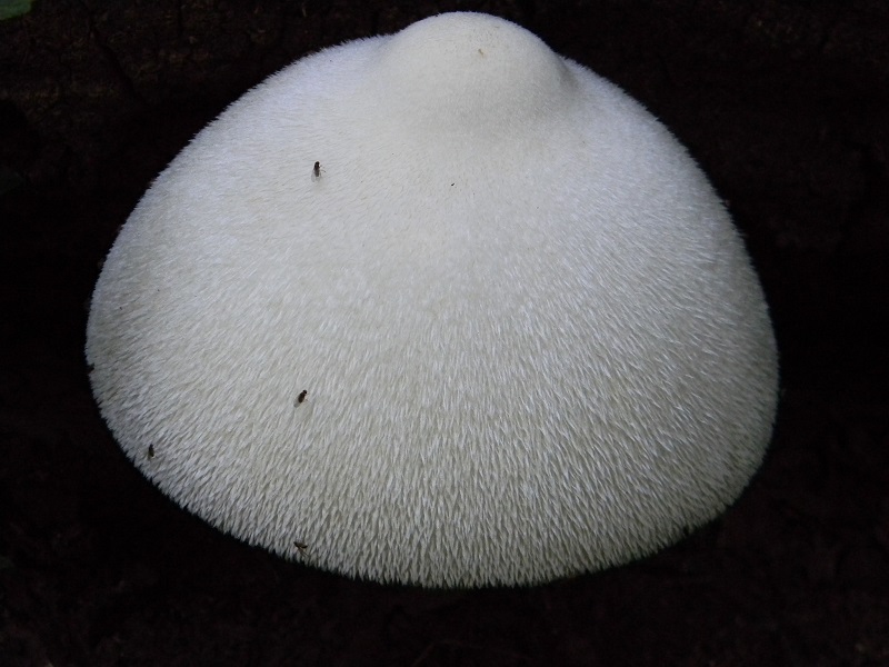 1) Fotogr. il 30.07.2013. sotto Quercia