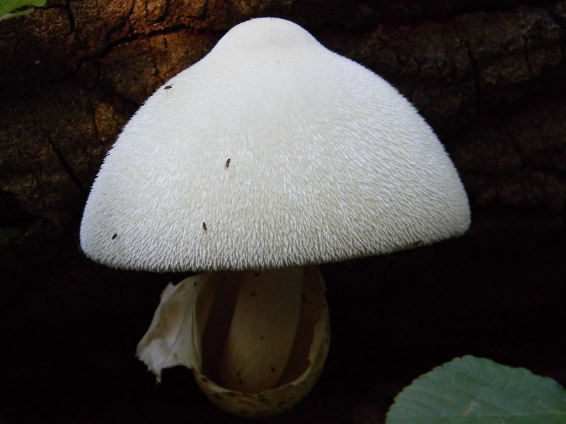 1) Fotogr. il 30.07.2013. sotto Quercia