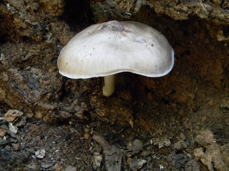 10) Fotogr. il 07.2013. sotto Quercia