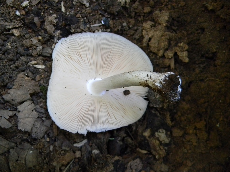 10) Fotogr. il 07.2013. sotto Quercia