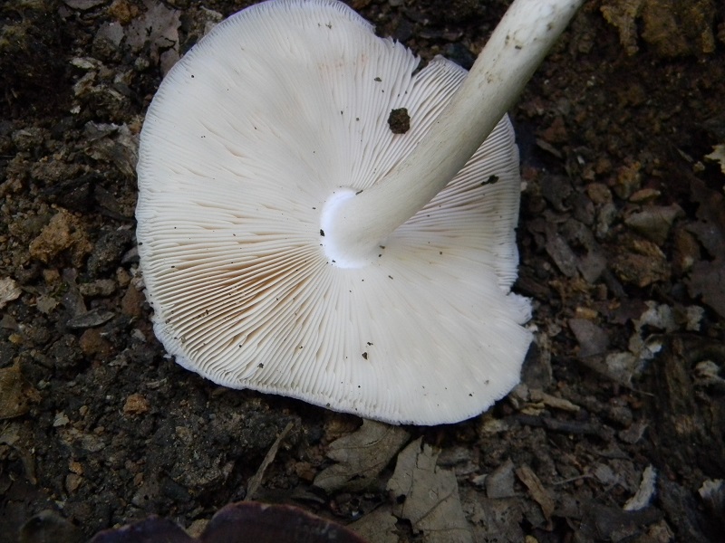 10) Fotogr. il 07.2013. sotto Quercia