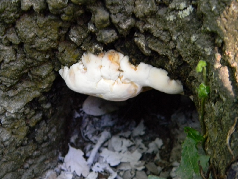 6) Fotogr. il 3.08.2013. su Quercia (Rigidoporus ulmarius)