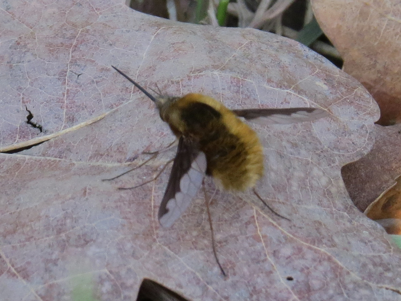 Identificazione insetto con rostro:  Bombylius major (Bombyliidae)