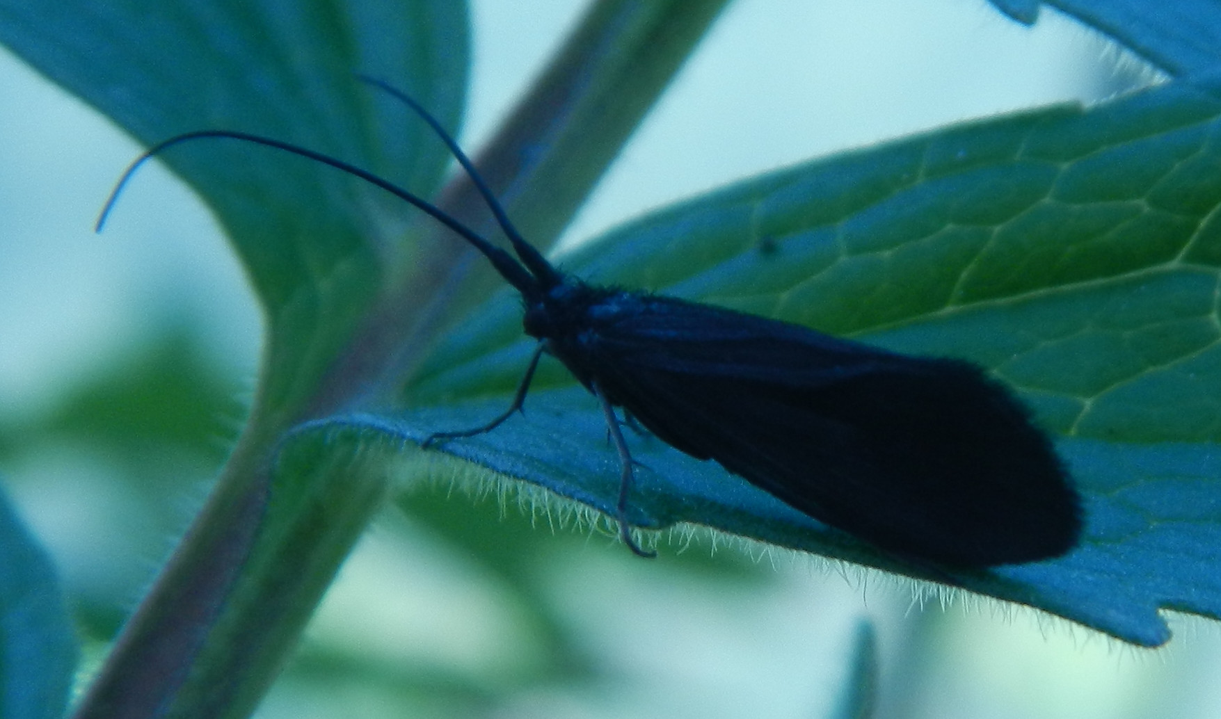 tricottero nero da identificare