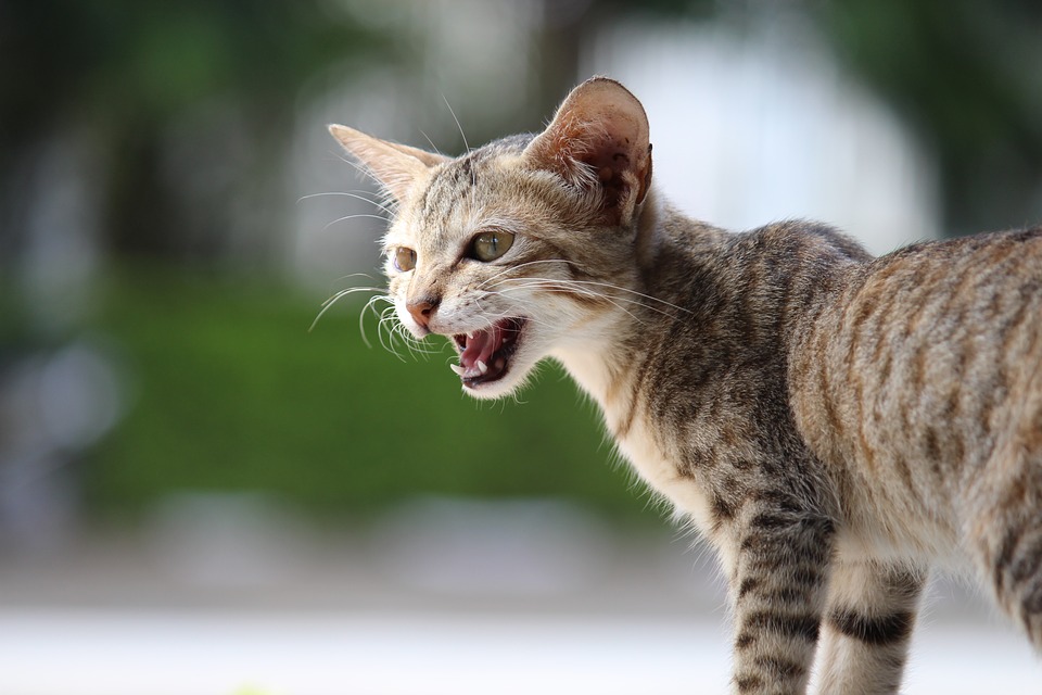 Nome per il mio gattino