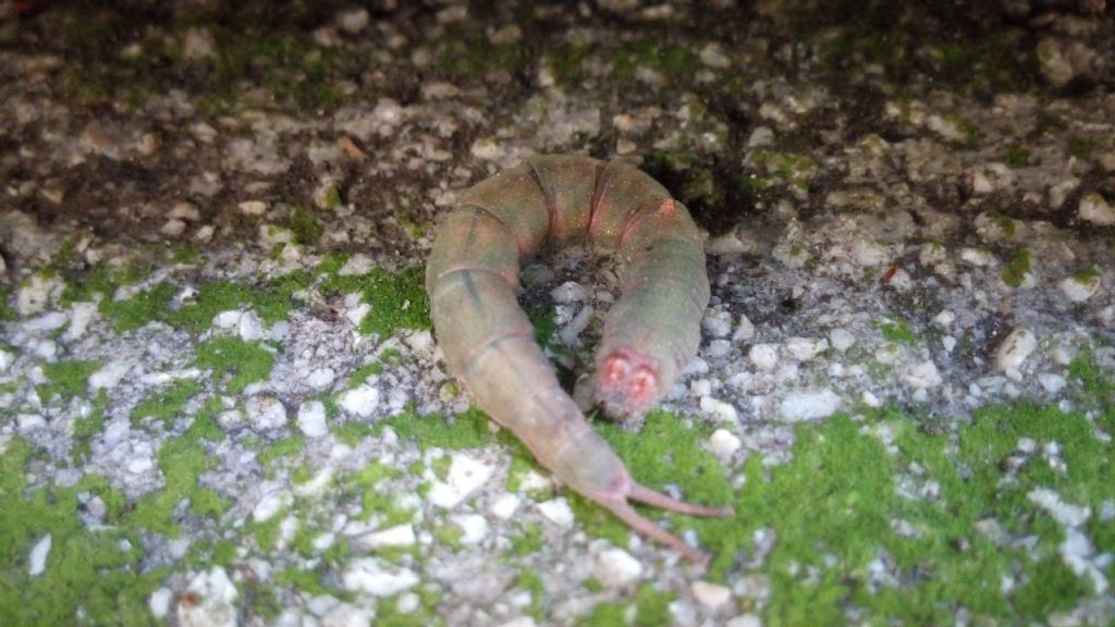 Da determinare - Dicranura ulmi