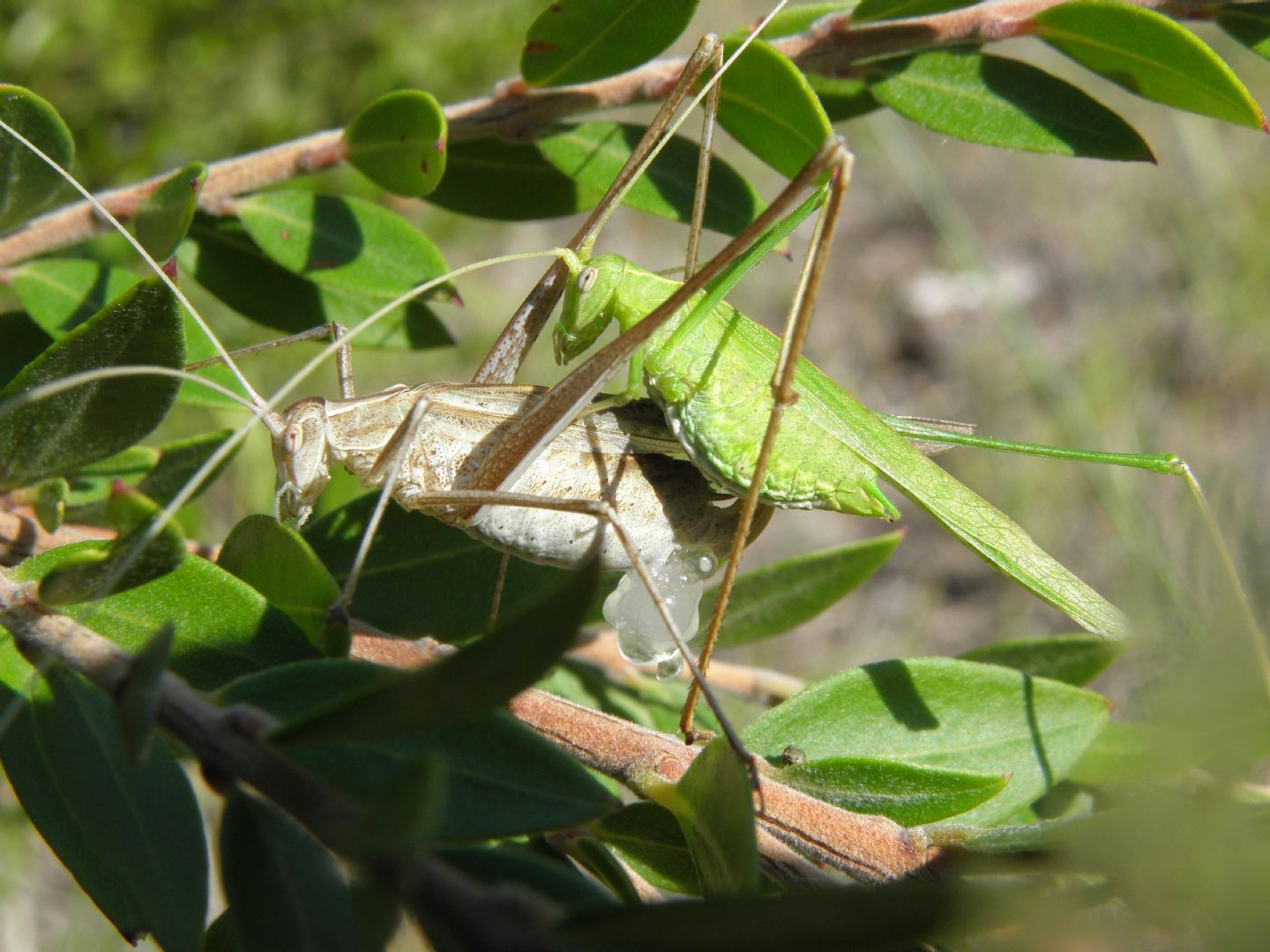 Tylopsis lilifolia (Phaneropteridae)