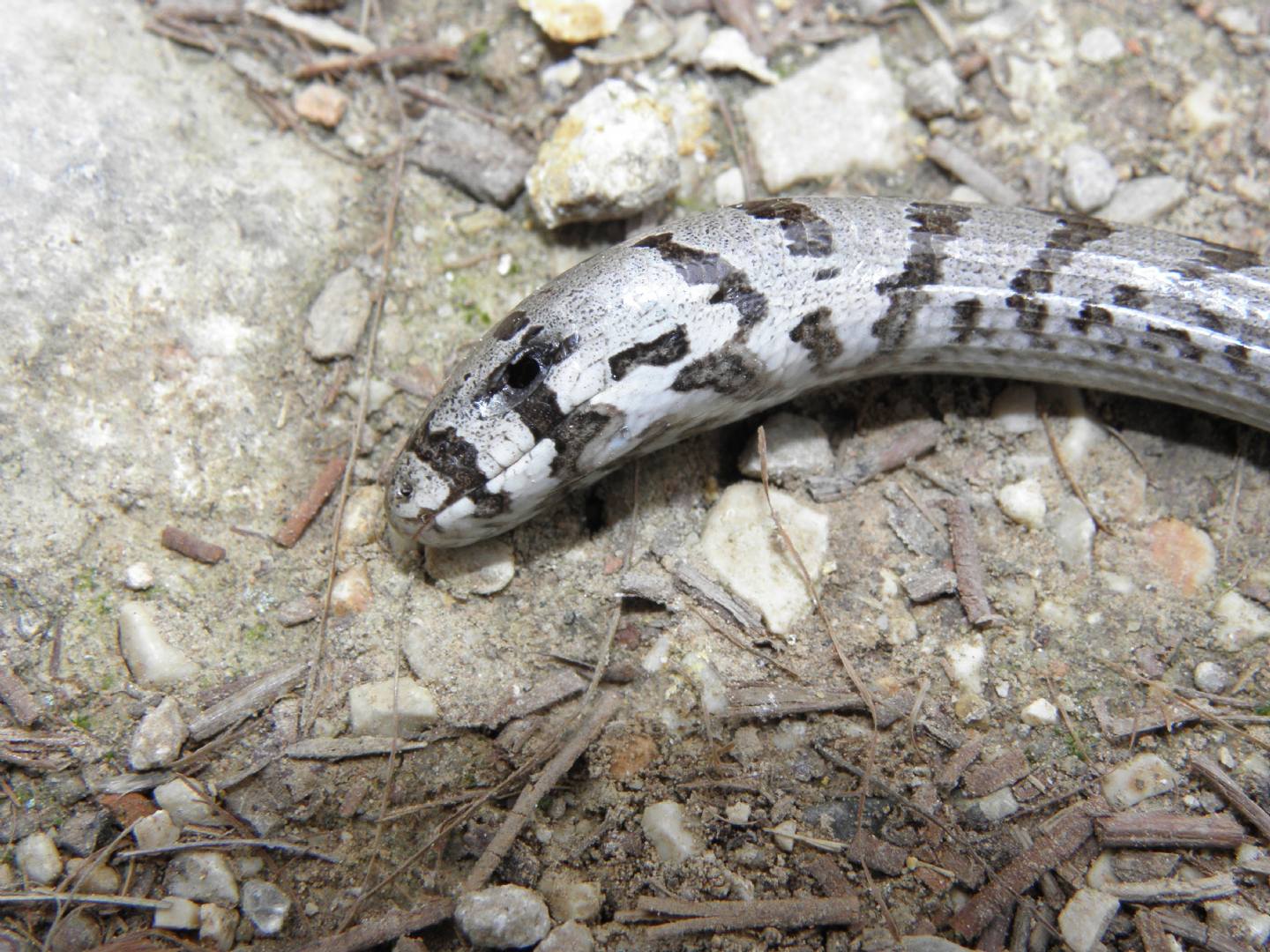 Vipera ID? no : pseudopo!