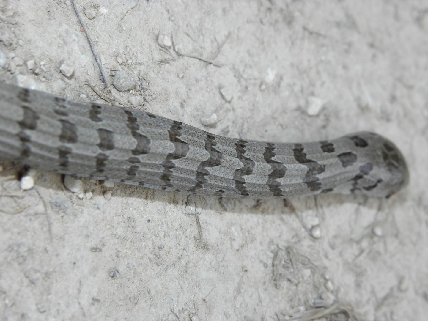 Vipera ID? no : pseudopo!